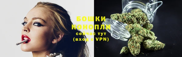 индика Новозыбков